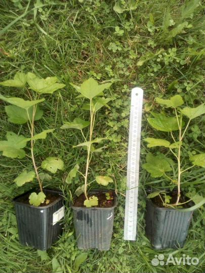 Саженцы зеленой смородины Изумрудное ожерелье