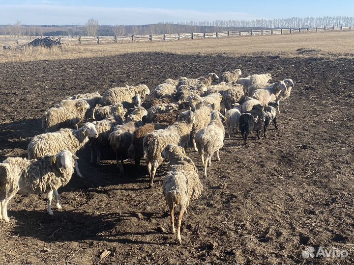 Овцы бараны ягнята