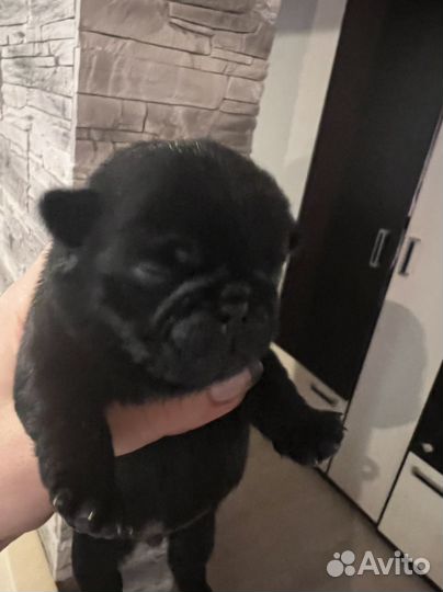 Щенки мопса