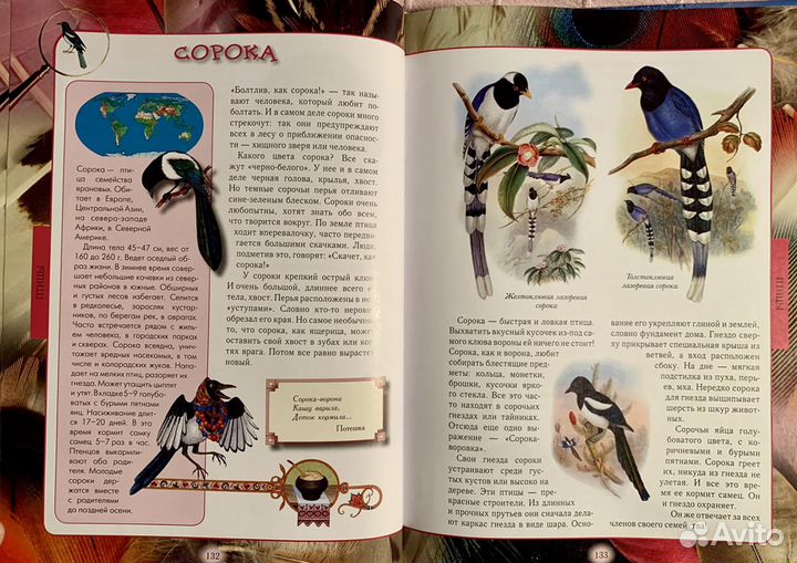 «Животный мир нашей планеты» А.Е. Клиентов