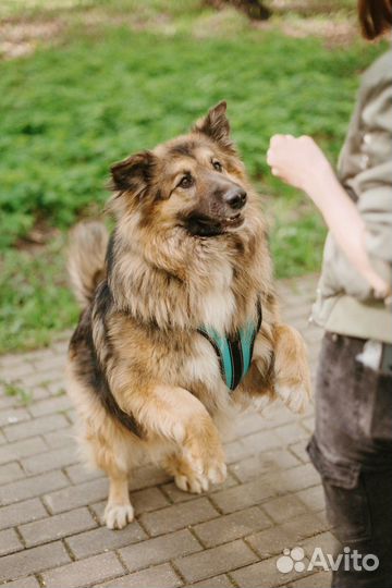 Большая собака в добрые руки