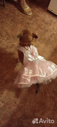Платье для собаки