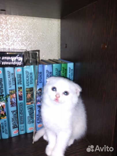 Кошка