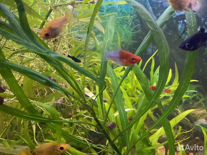 Аквариумные рыбы молинезии, мченосцы