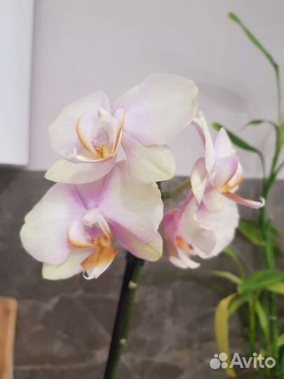 Орхидея фаленопсис