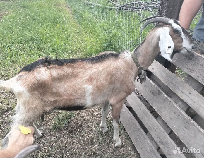 Продам козу