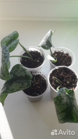 Комнатные растения. Сциндапсус Пиктус Треби