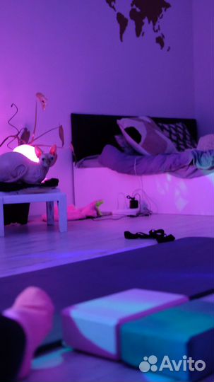 Передержка кошек и маленьких собак