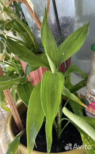 Драцена Сандера (бамбук счастья)