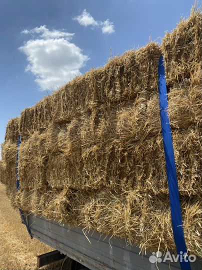 Солома ячменя