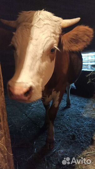 Корова дойная