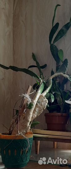 Кактус опунция