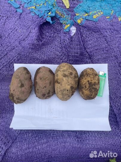 Картофель свежий урожай