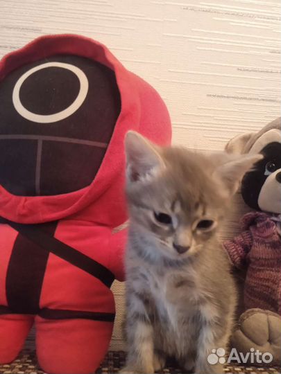 Кошка в дар
