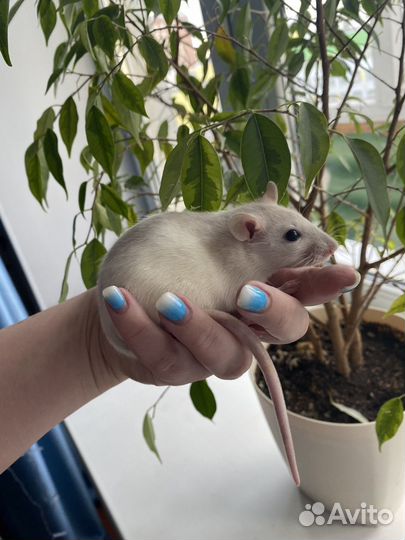 Декоративные крысята