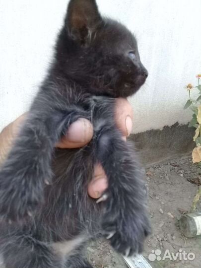 Котята в добрые руки бесплатно