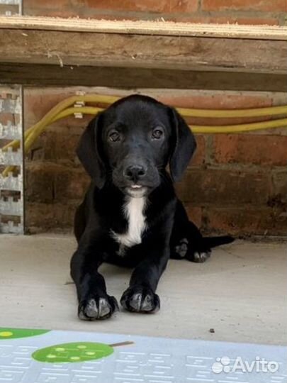 Отдам в добрые руки метис Лабрадора