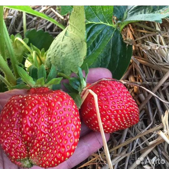 Клубника сорт Кисс нелис