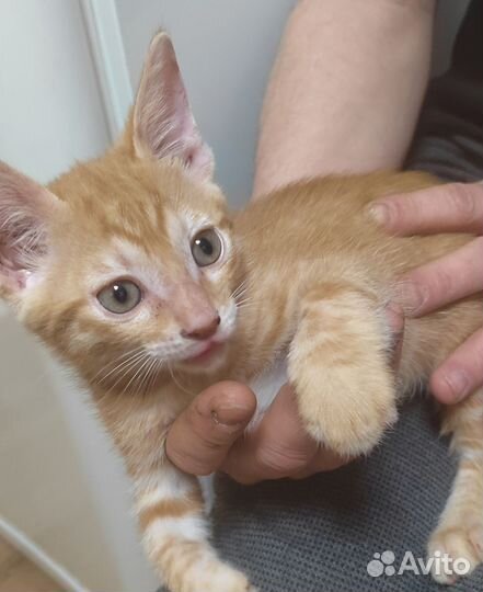 Рыжий котенок мальчик