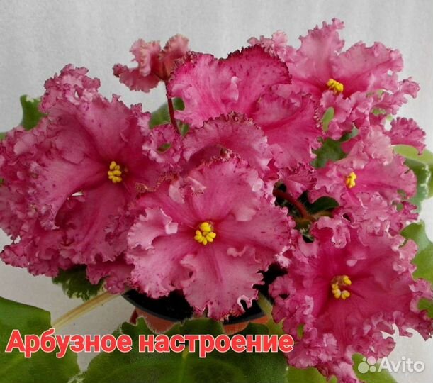 Сортовые фиалки листики