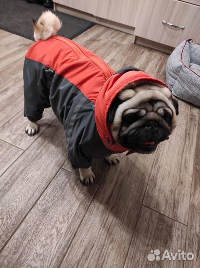 Одежда собак мопс бульдог французский