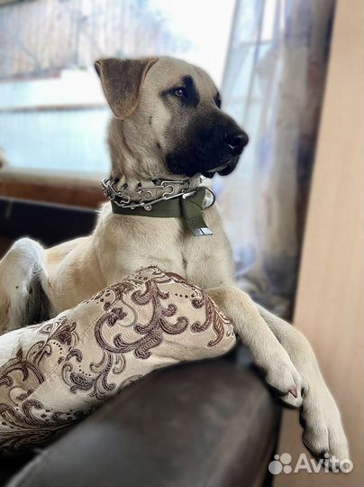 Собака в добрые руки мальчик