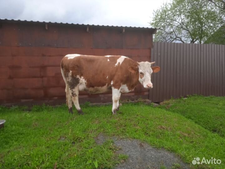 Первотелок молочной породы