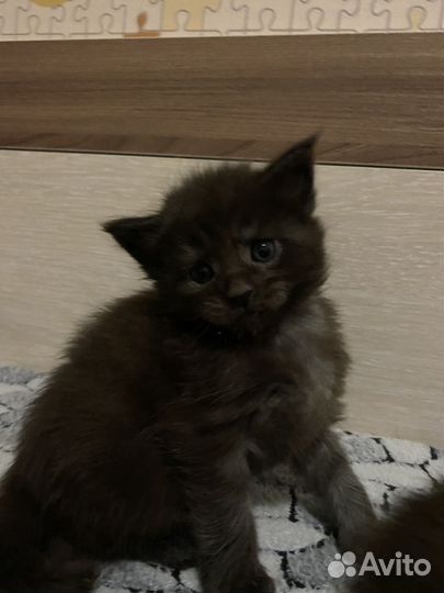 Котята мейн-кун