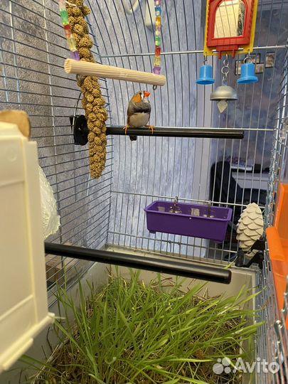 Зебровые амадины