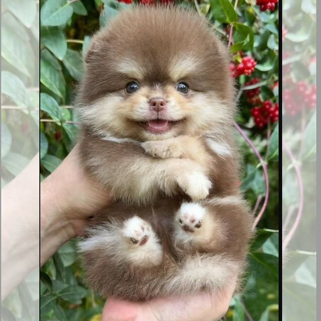 Померанский шпиц, щенок