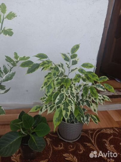 Комнатные растения цветы
