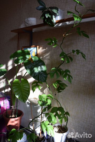 Монстеры Манки, Минима (рафидофора) Сильтепекана