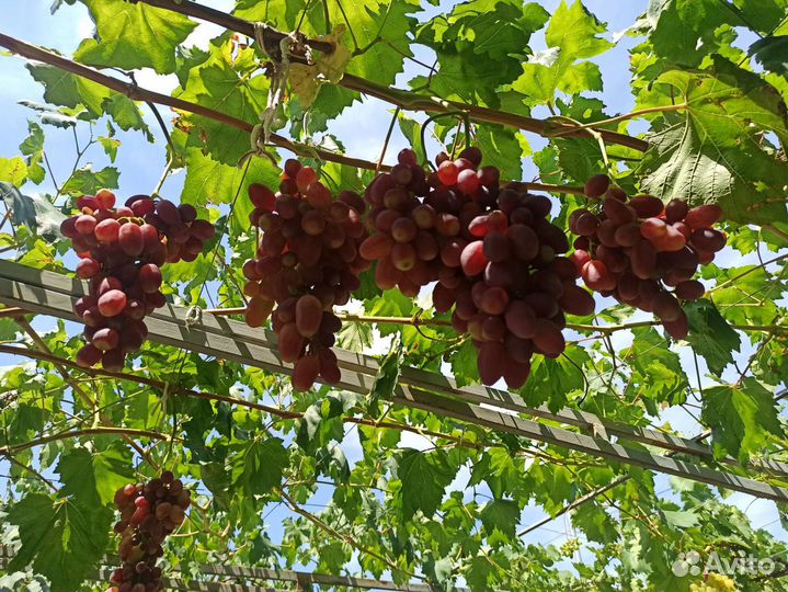 Саженцы винограда новинки