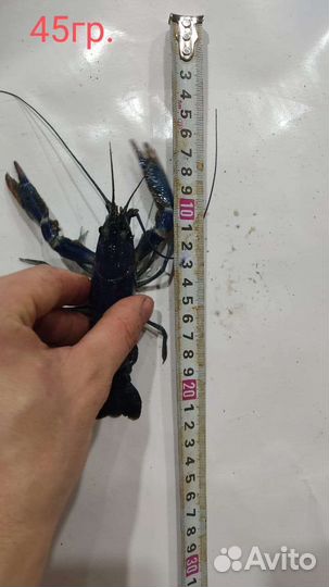 Австралийский рак. Первородки