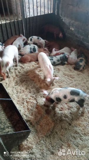 Поросята