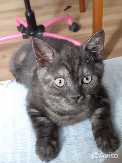 Отдам котёнка