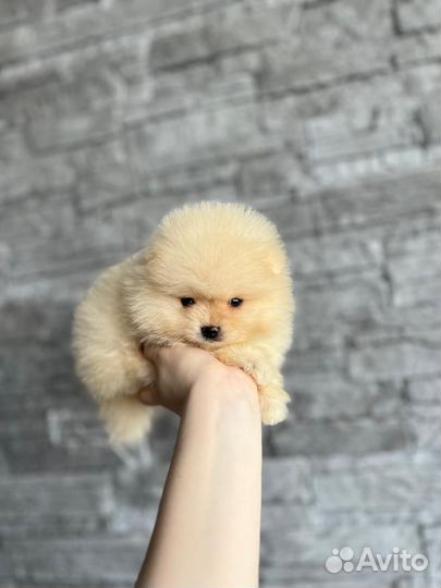 Щенки шпица