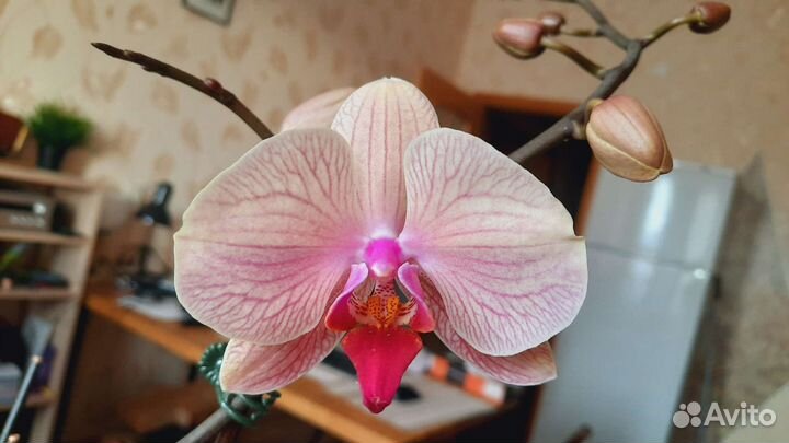 Орхидея фаленопсис