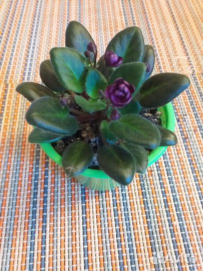 Фиалка сортовая