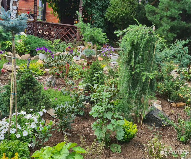 Лиственница на штамбе