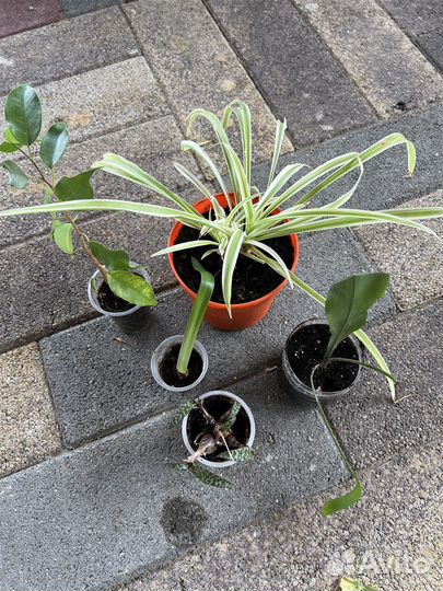 Распродаю цветы только комплектами по 5 штук