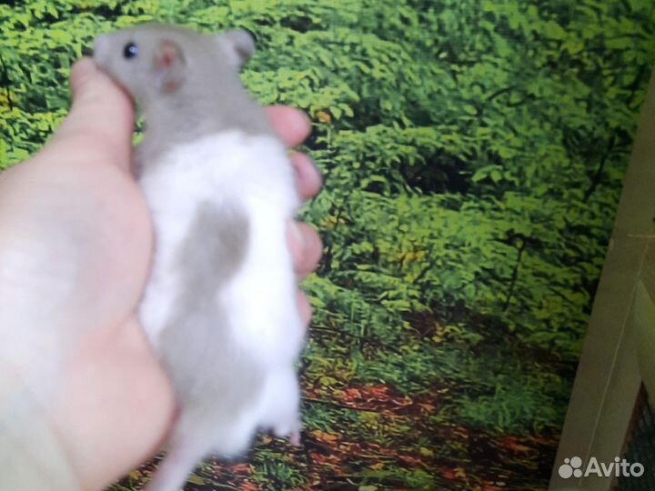 Декоративная крыса