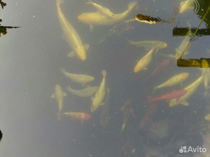 Рыба карп кои 30 40 см