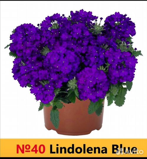 Вегетативка