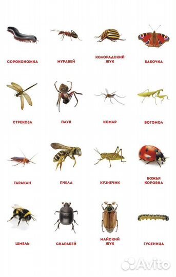 Обучающие карточки по методике Домана, новый набор