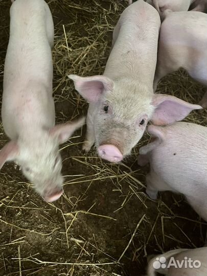Поросята