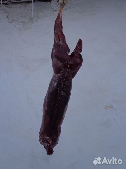 Мясо (тушка) зайца-русака дичь