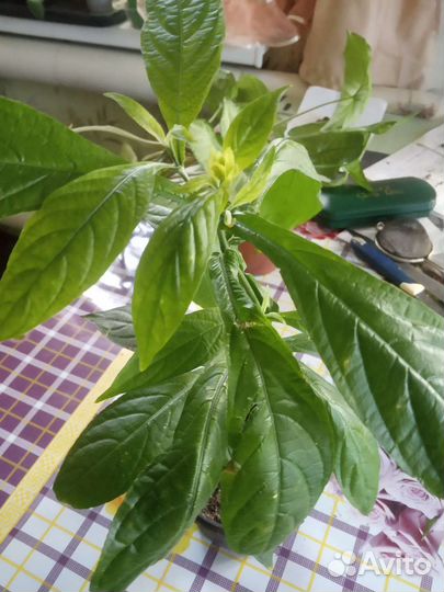 Педилантус и другие комнатные растения