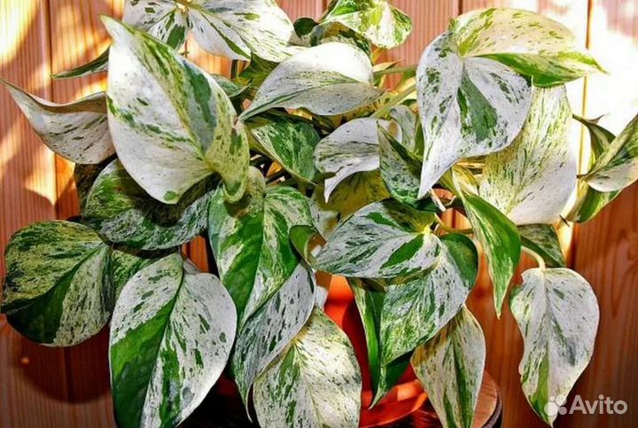 Сциндапсус марбл квин