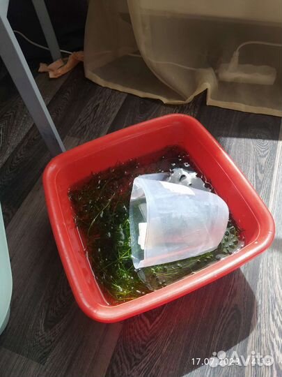 Отдам прополку роголистник, гигрофила, валлиснерия